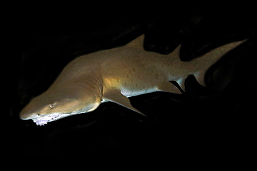 Deformed sand tiger shark (Carcharias taurus) in captivity, found in warm seas worldwide