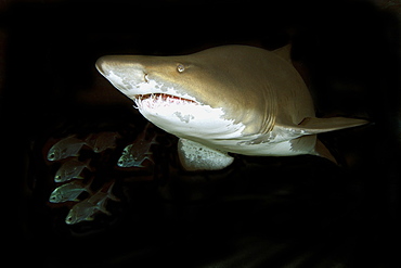 Sand tiger shark (Carcharias taurus), escorted by schooling jacks, in captivity, found in warm seas worldwide