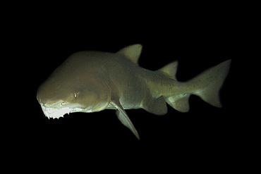 Sand tiger shark (Carcharias taurus) with deformed teeth in captivity, found in warm seas worldwide