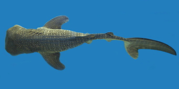 Whale shark (Rhincodon typus) pup specimen, circumglobal in warm and temperate seas