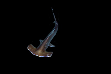 Scalloped hammerhead shark pup (Sphyrna lewini), kept for research, Hawaii Institute of Marine Biology, Kaneohe, Oahu, Hawaii, United States of America, Pacific