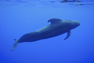 Short-finned pilot whale (Globicephala macrorhynchus), Kailua-Kona, Hawaii, United States of America, Pacific