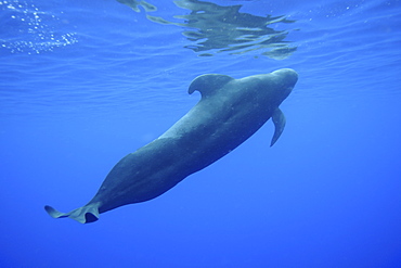 Short-finned pilot whale (Globicephala macrorhynchus), Kailua-Kona, Hawaii, United States of America, Pacific