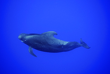 Short-finned pilot whale (Globicephala macrorhynchus), Kailua-Kona, Hawaii, United States of America, Pacific