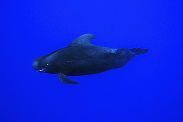 Short-finned pilot whale (Globicephala macrorhynchus), Kailua-Kona, Hawaii, United States of America, Pacific