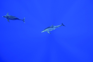 Rough-toothed dolphin (Steno bredanensis), Kailua-Kona, Hawaii, United States of America, Pacific