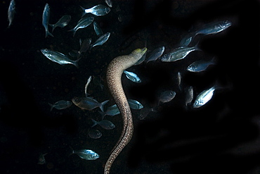 Giant moray (Gymnothorax javanicus), free swimming next to fish, Kona, Big Island, Hawaii, United States of America, Pacific