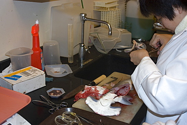 Graduate student dissects hammerhead shark pup (Sphyrna lewini), Hawaii Institute of Marine Biology, Kaneohe, Oahu, Hawaii, United States of America, Pacific