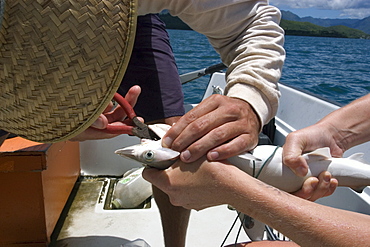 Research scientist taking hook off hammerhead shark pup (Sphyrna lewini), Hawaii Institute of Marine Biology, Kaneohe, Oahu, Hawaii, United States of America, Pacific