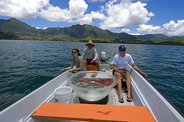 Scientists and graduate student collecting hammerhead shark pups for research, Hawaii Institute of Marine Biology, Kaneohe, Oahu, Hawaii, United States of America, Pacific