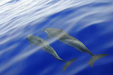 Pantropical spotted dolphin (Stenella attenuata), bow riding near the surface, Kailua-Kona, Hawaii, United States of America, Pacific