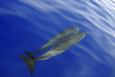 Pantropical spotted dolphin (Stenella attenuata), bow riding near the surface, Kailua-Kona, Hawaii, United States of America, Pacific