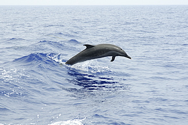 Pantropical spotted dolphin (Stenella attenuata) leaping, Kailua-Kona, Hawaii, United States of America, Pacific