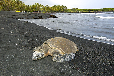 Green sea turtle (Chelonia mydas) resting on shore, Black Sand Beach, Big Island, Hawaii,, United States of America, Pacific