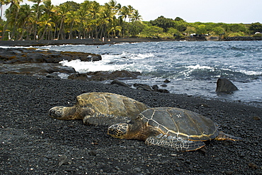 Green sea turtle (Chelonia mydas) resting on shore, Black Sand Beach, Big Island, Hawaii,, United States of America, Pacific