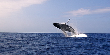 Humpback whale (Megaptera novaeangliae), breaching, Kailua-Kona, Big Island, Hawaii, United States of America, Pacific