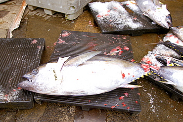 Tuna ready for shipment after fish auction, Honolulu, Oahu, Hawaii, United States of America, Pacific