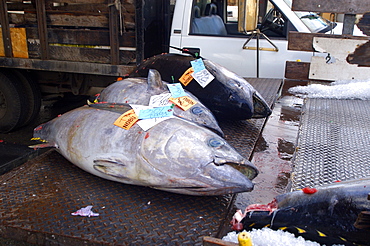 Tuna ready for shipment after fish auction, Honolulu, Oahu, Hawaii, United States of America, Pacific