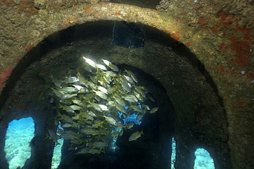 Smallmouth grunts (Haemulon chrysargyreum) sheltered in shipwreck, Baia de Santo Antonio, Fernando de Noronha, Pernambuco, Brazil, South America