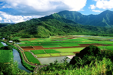 Taro plantations, Kauai, Hawaii, United States of America, Pacific