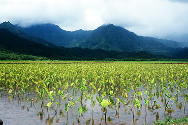 Taro plantations, Kauai, Hawaii, United States of America, Pacific