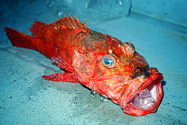 Deep water scorpionfish (Pontinus macrocephalus), Kaneohe bay, Oahu, Hawaii, United States of America, Pacific