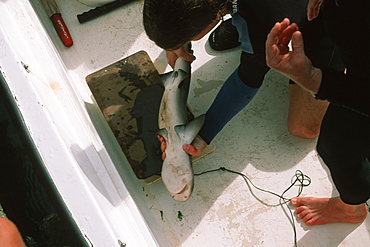 Graduate students weighing a sandbar shark pup (Carcharhinus plumbeus) for scientific research,  Kaneohe Bay, Oahu, Hawaii, United States of America, Pacific