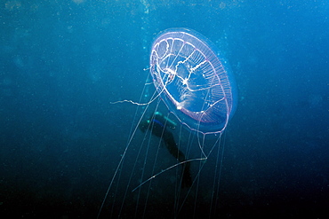 Hydrozoan medusa (Aequorea sp.) and diver, Truk lagoon, Chuuk, Federated States of Micronesia, Caroline Islands, Micronesia, Pacific Ocean, Pacific