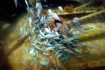 Large aggregation of doctorfish (Acanthurus chirurgus), Greek shipwreck, Fernando de Noronha, Pernambuco,  Brazil, South America