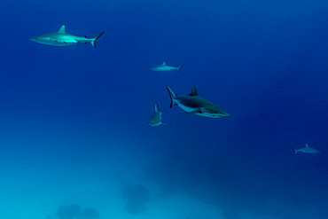 Gray reef sharks (Carcharhinus amblyrhynchos) glide over reef, Chuuk, Federated States of Micronesia, Caroline Islands, Micronesia, Pacific Ocean, Pacific