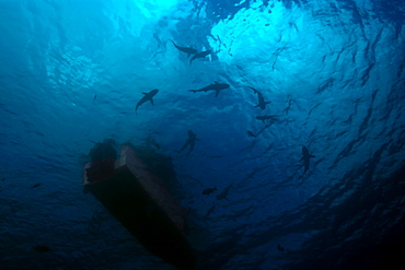 Gray reef sharks (Carcharhinus amblyrhynchos) circle under boat, Truk lagoon, Chuuk, Federated States of Micronesia, Caroline Islands, Micronesia, Pacific Ocean, Pacific