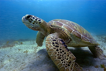 Green sea turtle (Chelonia mydas), Sueste Bay, Fernando de Noronha, Pernambuco, Brazil, South America