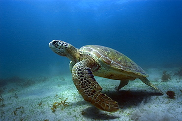 Green sea turtle (Chelonia mydas), Sueste Bay, Fernando de Noronha, Pernambuco, Brazil, South America