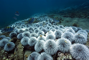 Outbreak of West Indian sea urchin (Tripneustes ventricosus), Sueste Bay, Fernando de Noronha, Pernambuco, Brazil, South America