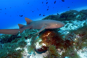 Nurse shark (Ginglymostoma cirratum), Fernando de Noronha, Pernambuco, Brazil, South America