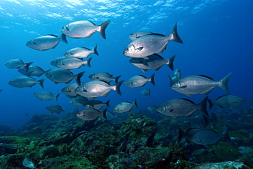 Chubs (Kyphosus sectatrix) schooling, Fernando de Noronha, Pernambuco, Brazil, South America