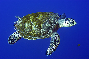 Green sea turtle (Chelonia mydas) in open water, St. Peter and St. Paul rocks, Brazil, South America