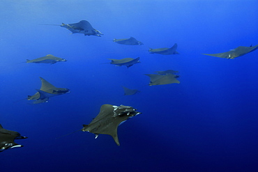 Mobula rays (Mobula tarapacana) and remoras (Remora remora), schooling, St. Peter and St. Paul's rocks, Brazil, South America