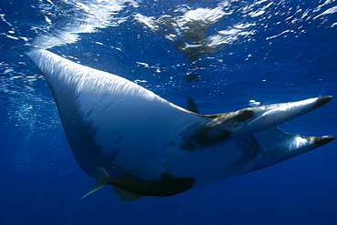 Mobula rays (Mobula tarapacana) and remoras (Remora remora), St. Peter and St. Paul's rocks, Brazil, South America