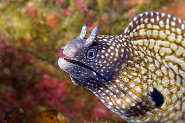 Moray eel (Muraena pavonina), St. Peter and St. Paul's rocks, Brazil, South America