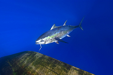 Yellowfin tuna (Thunnus albacares), offshore commercial longline tuna fishing, Brazil, South America