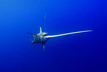 Swordfish ( Xiphias gladius), captured in longline, St. Peter and St. Paul's rocks, Brazil, South America