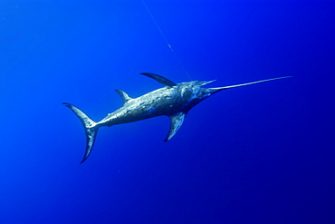 Swordfish ( Xiphias gladius), captured in longline, St. Peter and St. Paul's rocks, Brazil, South America