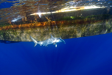 Great hammerhead (Sphyrna mokarran) being fished by commercial longliner, St. Peter and St. Paul's rocks, Brazil, South America