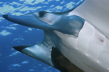 Mobula (devil ray) (Mobula tarapacana), and remora (Remora remora), St. Peter and St. Paul's rocks, Brazil, South America