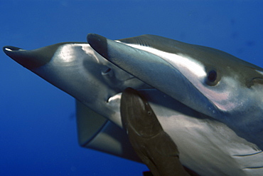 Mobula (devil ray) (Mobula tarapacana), and remora (Remora remora), St. Peter and St. Paul's rocks, Brazil, South America