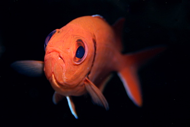 Blackbar soldierfish (Myripristis jacobus), St. Peter and St. Paul's rocks, Brazil, South America