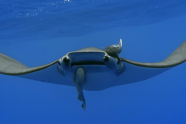 Mobula (devil ray) (Mobula tarapacana), and remoras (Remora remora), St. Peter and St. Paul's rocks, Brazil, South America