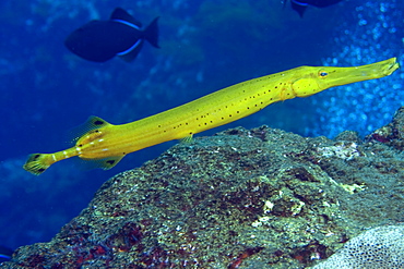 Trumpetfish (Aulostomus maculatus), yellow phase, St. Peter and St. Paul rocks, Brazil, South America