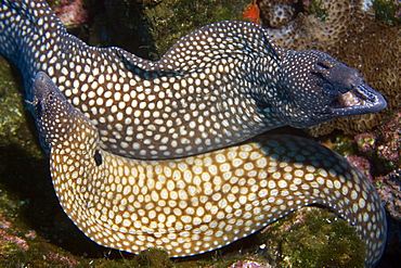 Moray eels (Muraena pavonina), St. Peter and St. Paul's rocks, Brazil, South America